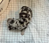 Tripp, a male Miniature Aussiedoodle for sale in Verona, MO – Photo 4 of 4