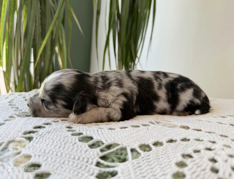 Tripp- Toy – Miniature Aussiedoodle puppy for sale in Verona, MO