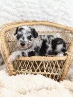 Tripp- Toy, a male Miniature Aussiedoodle for sale in Verona, MO – 4 of 9