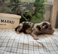 Tripp, a male Miniature Aussiedoodle for sale in Verona, MO – Photo 2 of 4