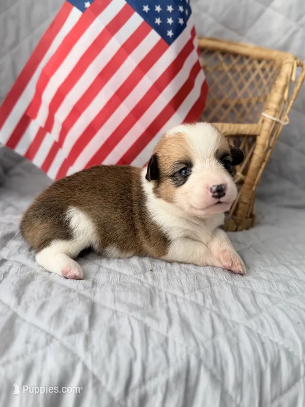 Lady – Pembroke Welsh Corgi puppy for sale in Verona, MO
