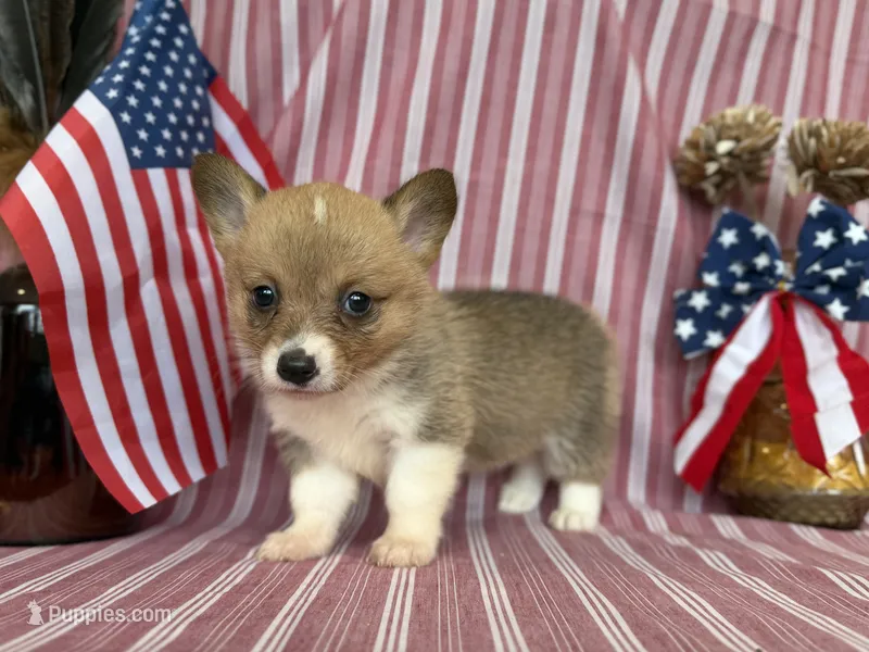 Rose – Pembroke Welsh Corgi puppy for sale in Verona, MO