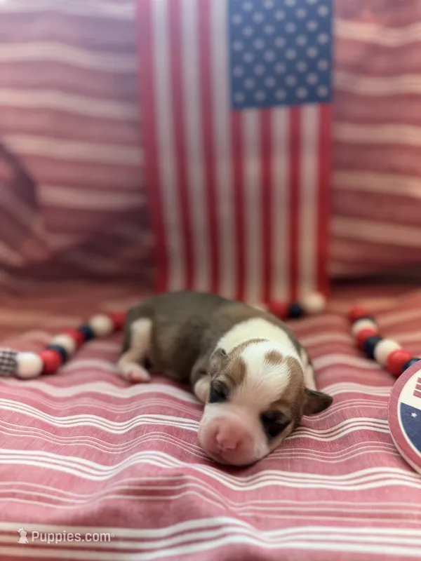 Lady – Pembroke Welsh Corgi puppy for sale in Verona, MO