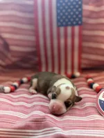 Lady, a female Pembroke Welsh Corgi for sale in Verona, MO – 1 of 1