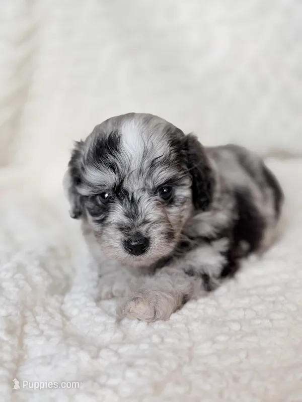Tripp- Toy – Miniature Aussiedoodle puppy for sale in Verona, MO