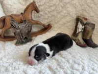 Gus, a male Pembroke Welsh Corgi for sale in Verona, MO – 3 of 5