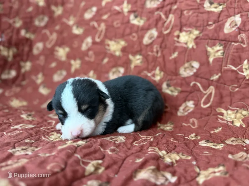 Gus – Pembroke Welsh Corgi puppy for sale in Verona, MO