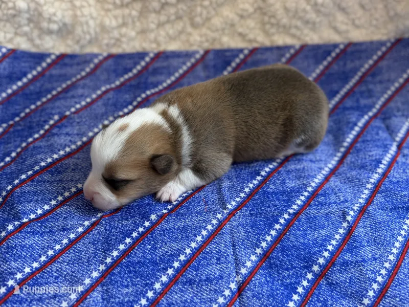 General – Pembroke Welsh Corgi puppy for sale in Verona, MO