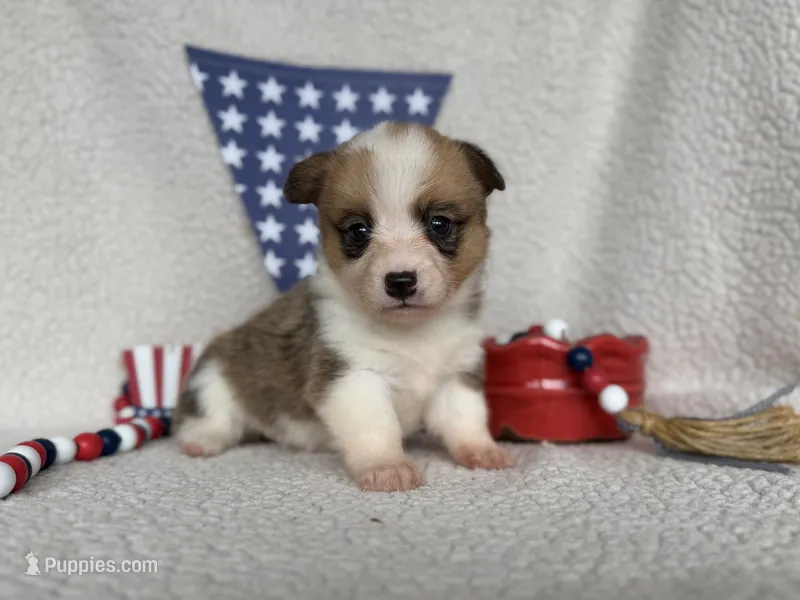Lady – Pembroke Welsh Corgi puppy for sale in Verona, MO