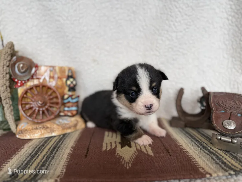 Gus – Pembroke Welsh Corgi puppy for sale in Verona, MO