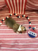Maverick, a male Pembroke Welsh Corgi for sale in Verona, MO – 2 of 2