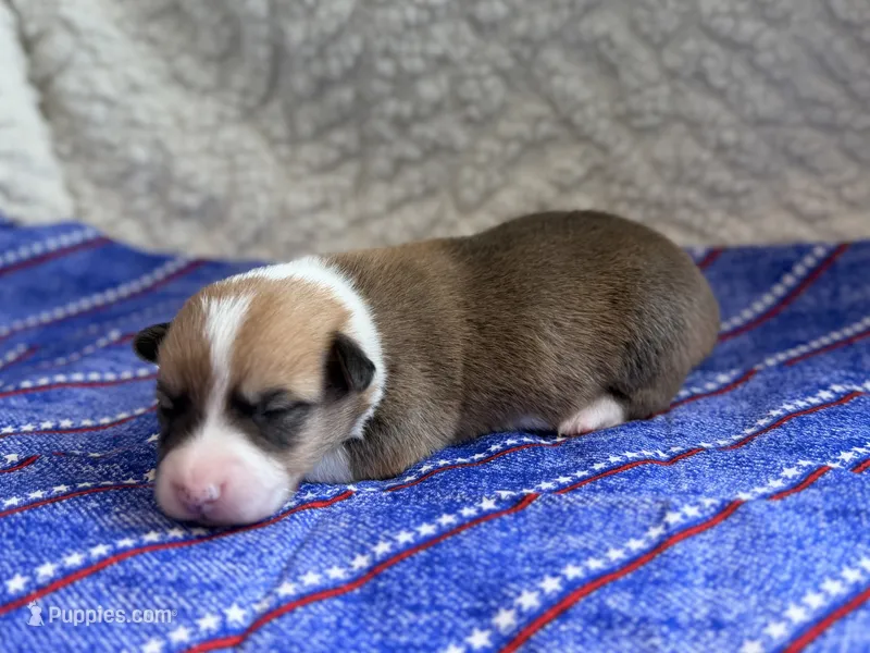 Maverick – Pembroke Welsh Corgi puppy for sale in Verona, MO