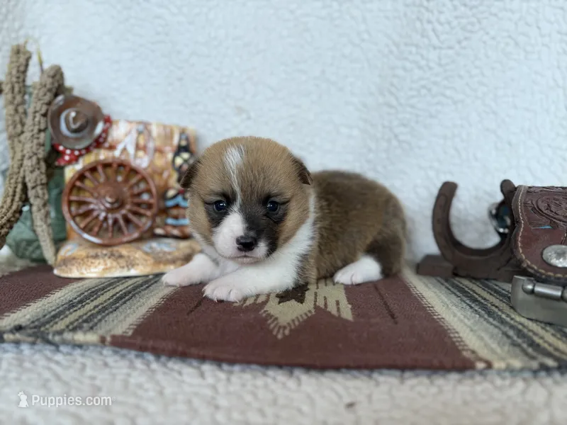 Woodrow – Pembroke Welsh Corgi puppy for sale in Verona, MO