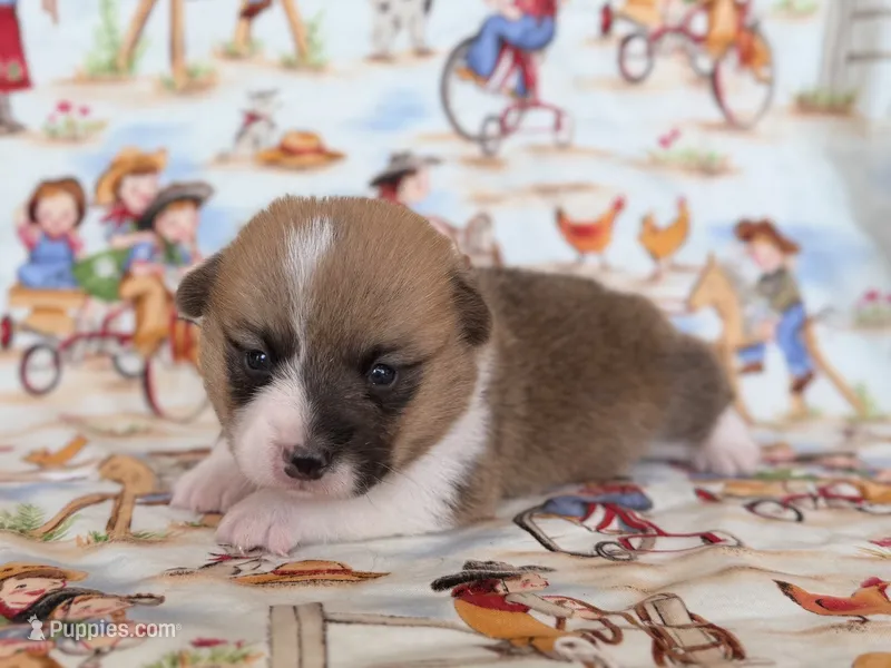 Woodrow – Pembroke Welsh Corgi puppy for sale in Verona, MO