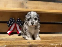 Tripp- Toy, a male Miniature Aussiedoodle for sale in Verona, MO – 9 of 9