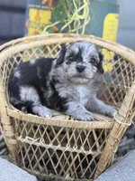 Nolan- TOY, a male Miniature Aussiedoodle for sale in Verona, MO – 6 of 7