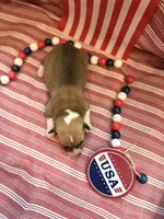 Rose, a female Pembroke Welsh Corgi for sale in Verona, MO – 4 of 4