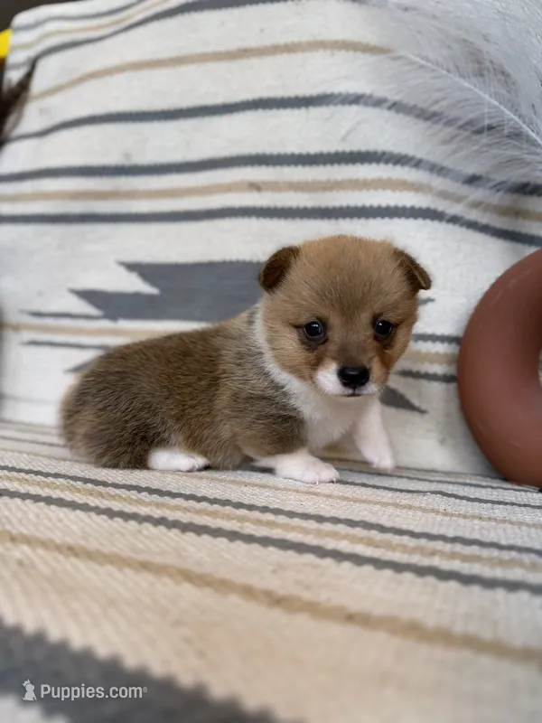 Lorie – Pembroke Welsh Corgi puppy for sale in Verona, MO