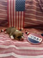 Rose, a female Pembroke Welsh Corgi for sale in Verona, MO – 2 of 4