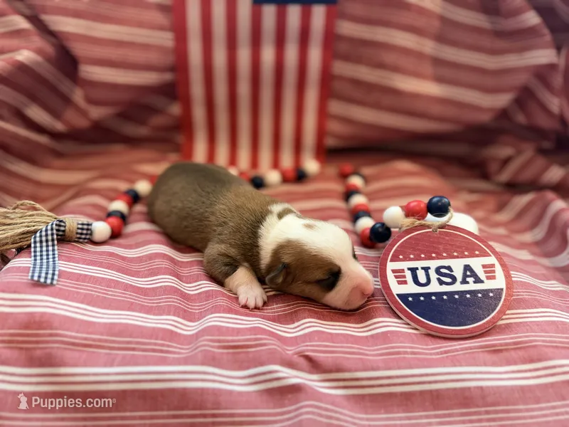 General – Pembroke Welsh Corgi puppy for sale in Verona, MO