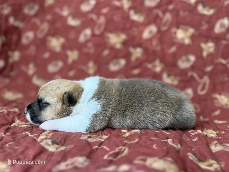 Woodrow – Pembroke Welsh Corgi puppy for sale in Verona, MO