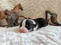 Gus, a male Pembroke Welsh Corgi for sale in Verona, MO – 4 of 5