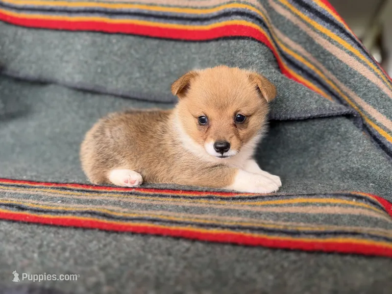 Lorie – Pembroke Welsh Corgi puppy for sale in Verona, MO