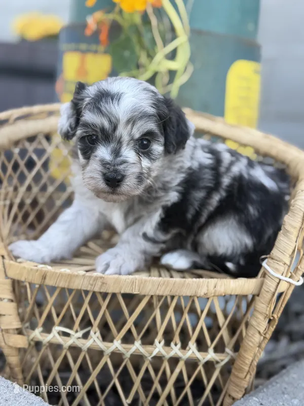 Tripp- Toy – Miniature Aussiedoodle puppy for sale in Verona, MO