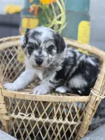 Tripp- Toy, a male Miniature Aussiedoodle for sale in Verona, MO – 3 of 9