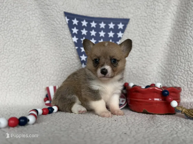 Rose – Pembroke Welsh Corgi puppy for sale in Verona, MO