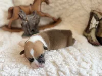 Lorie, a female Pembroke Welsh Corgi for sale in Verona, MO – 5 of 5