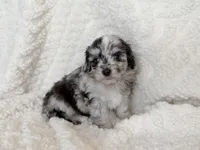 Tripp- Toy, a male Miniature Aussiedoodle for sale in Verona, MO – 6 of 9