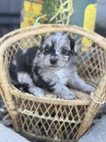 Nolan- TOY, a male Miniature Aussiedoodle for sale in Verona, MO – 1 of 7