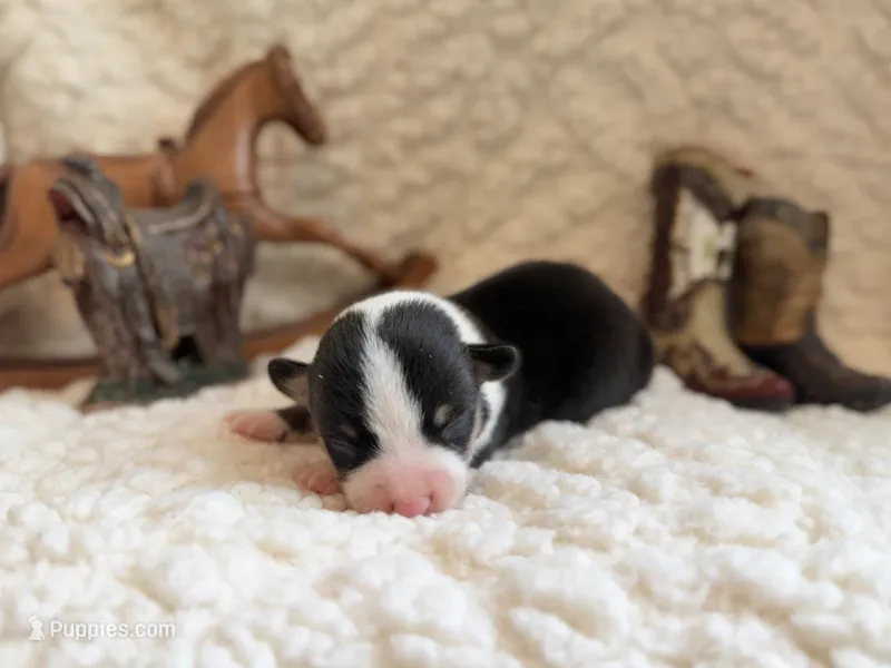 Gus – Pembroke Welsh Corgi puppy for sale in Verona, MO