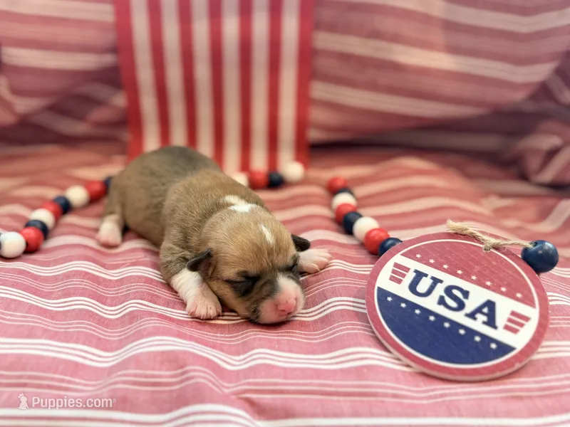 Rose – Pembroke Welsh Corgi puppy for sale in Verona, MO