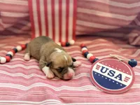 Rose, a female Pembroke Welsh Corgi for sale in Verona, MO – 1 of 4
