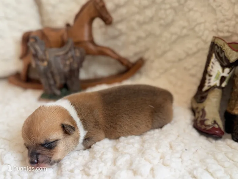 Woodrow – Pembroke Welsh Corgi puppy for sale in Verona, MO