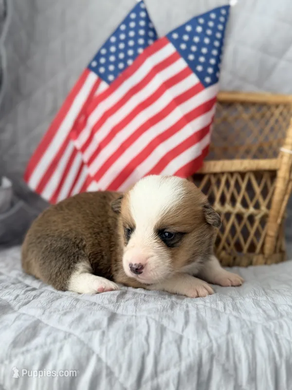 General – Pembroke Welsh Corgi puppy for sale in Verona, MO