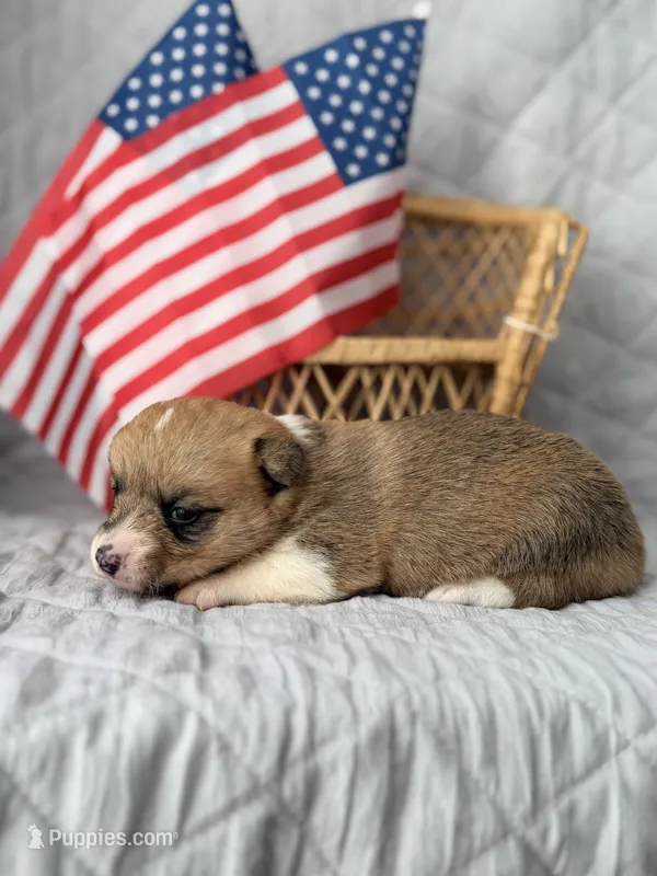 Rose – Pembroke Welsh Corgi puppy for sale in Verona, MO