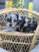 Nolan- TOY, a male Miniature Aussiedoodle for sale in Verona, MO – 7 of 7