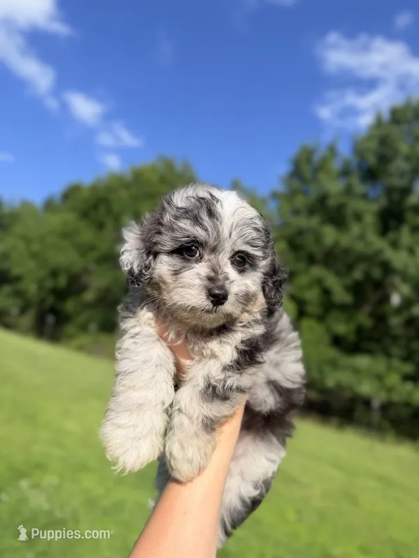 Tripp- Toy – Miniature Aussiedoodle puppy on hold in Verona, MO