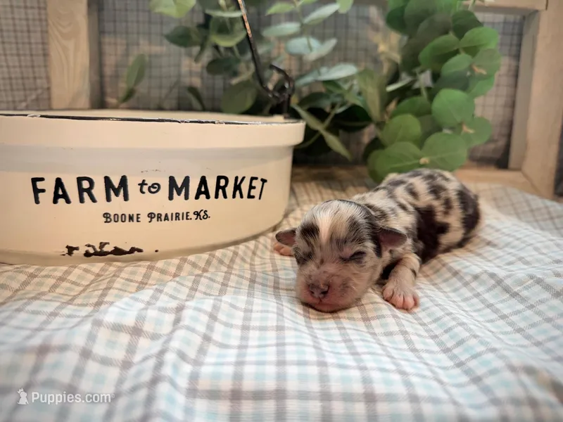 Tripp – Miniature Aussiedoodle puppy for sale in Verona, MO