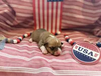 Rose, a female Pembroke Welsh Corgi for sale in Verona, MO – 3 of 4