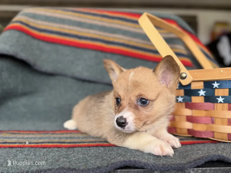 Rose – Pembroke Welsh Corgi puppy for sale in Verona, MO