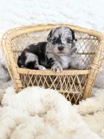 Nolan- TOY, a male Miniature Aussiedoodle for sale in Verona, MO – 4 of 7