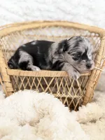 Nolan- TOY, a male Miniature Aussiedoodle for sale in Verona, MO – 2 of 7