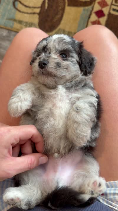 Tripp- Toy, a male Miniature Aussiedoodle for sale in Verona, MO – 7 of 9