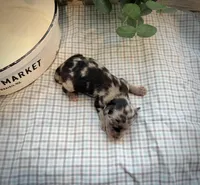Nolan, a male Miniature Aussiedoodle for sale in Verona, MO – Photo 4 of 4