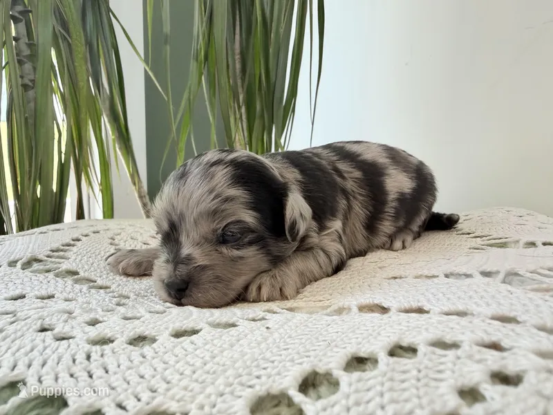 Nolan- Toy – Miniature Aussiedoodle puppy for sale in Verona, MO