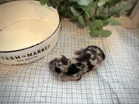 Nolan, a male Miniature Aussiedoodle for sale in Verona, MO – Photo 3 of 4